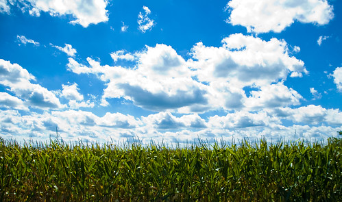 field clouds corn cornfield michigan farm monroe