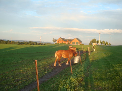 sunset summer horse minnesota shadows pasture mississippiriver bluff clydesdale lacrescentmn