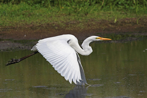 white bird eye water flying washington inflight big wings legs touch beak large greategret touching nwr ridgefield