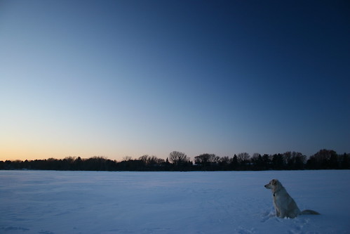 blue sunset dog lake snow 20d wisconsin canon golden lab husky dusk shepherd retriever german 2470