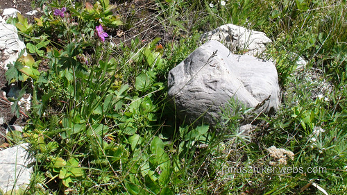 montana hiking backpacking rockymountains cdt continentaldividetrail july2010