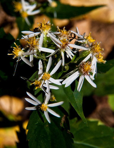 pennsylvania asteraceae berkscounty asterales whitewoodaster eurybiadivaricata l31 noldeforest rb924 alnesom synasterdivaricatusl