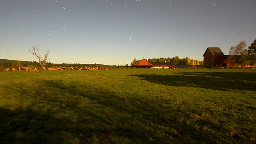night stars evening long exposure cows filipstad spetember
