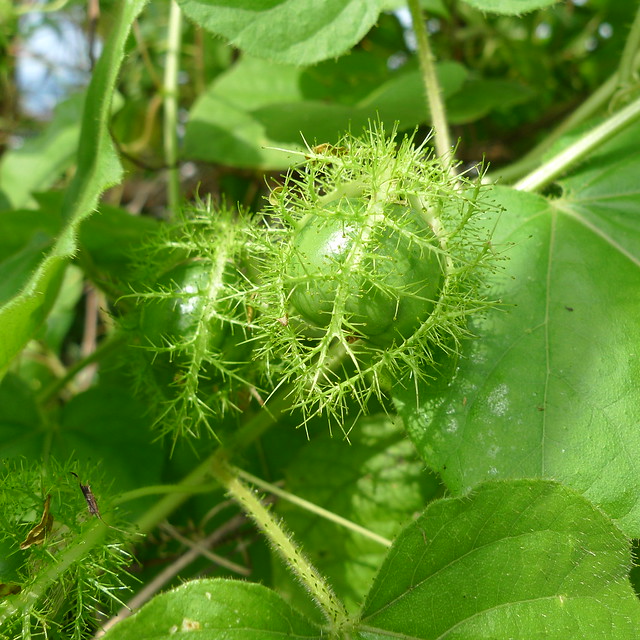 exotic green fruit | Flickr - Photo Sharing!