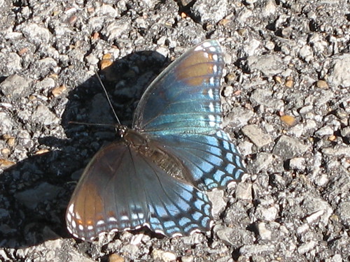 butterfly limenitisarthemis redspottedpurple limenitisarthemisastyanax