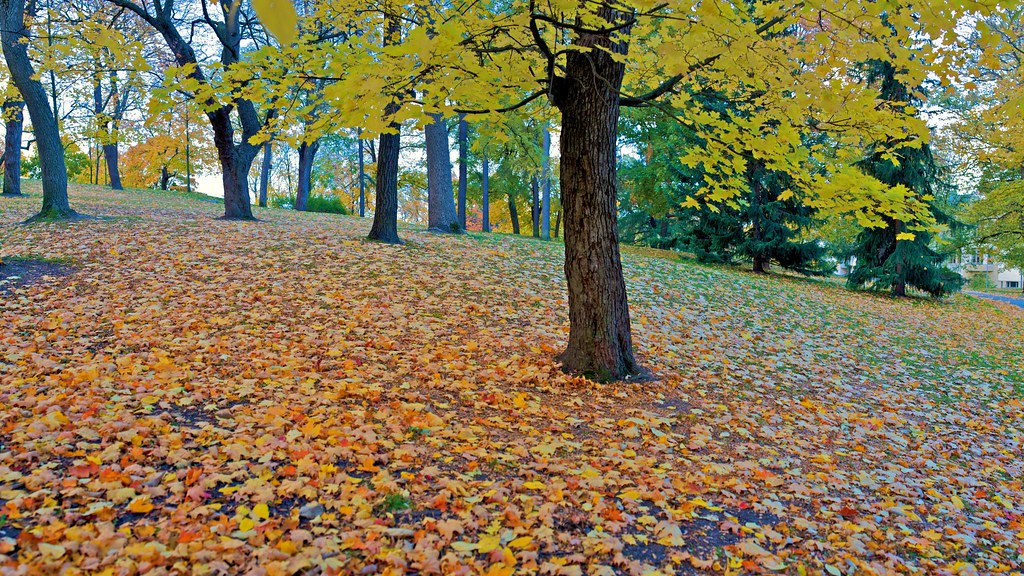 Ruska | View HUGE! Ruska (Autumn leaf color) in 2010 9 handh… | Flickr