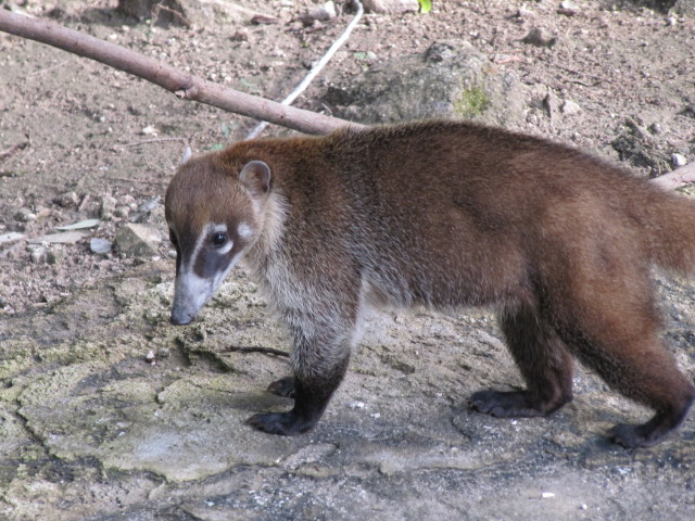 Coati definition/meaning