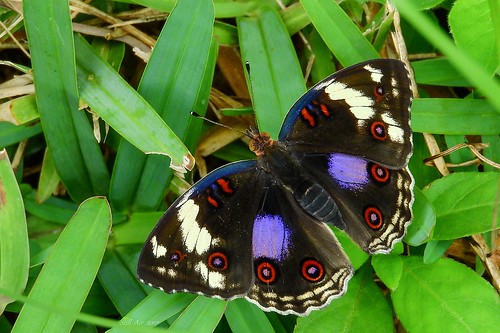 aburi easternregion 迦納 gh dark blue pansy junonia oenone darkbluepansy junoniaoenone botanical garden aburibotanicalgardens aburibotanicalgarden ghana lepidoptera nymphalidae wildlife butterflies butterfly insects insect nature papillon farfalla mariposa schmetterling lcy2017 lcyspgh lcynsp