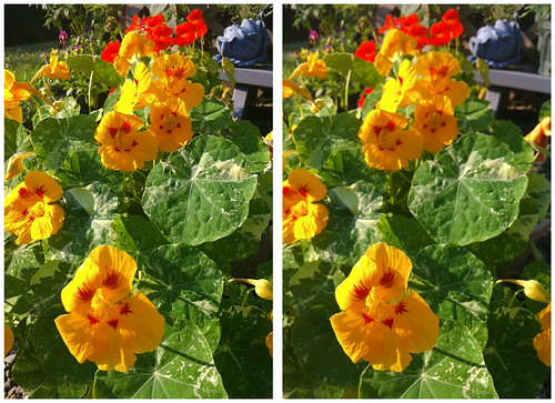 flowers plants stereoscopic stereophotography 3d crosseye upstateny handheld chacha depth iphone 3dimensional crossview crosseyedstereo 3dphotography 3dstereo