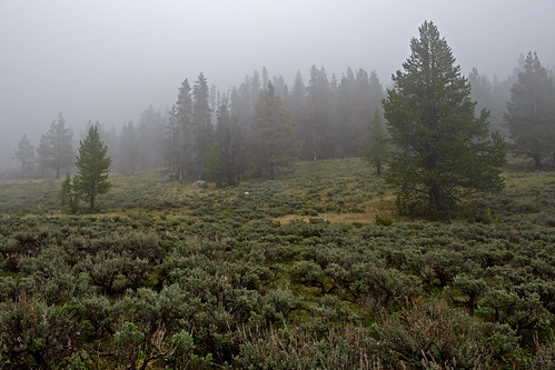 travel trees usa nature fog landscape geotagged nikon yellowstonenationalpark yellowstone wyoming ynp d700 2470mmf28g swanlakeflats