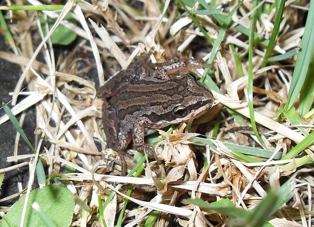 A Tiny Frog In My Yard SDC10531 | Flickr - Photo Sharing!