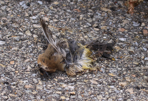 Cedar Waxwing killed by car on Goose Pond Road.