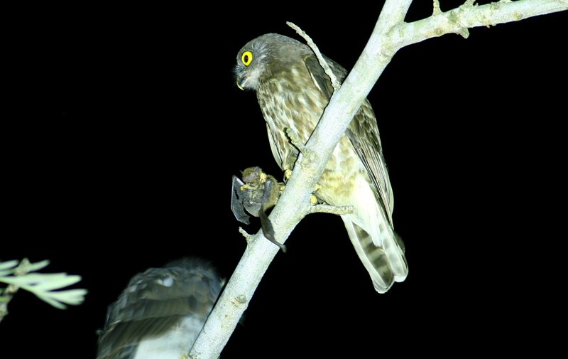 褐鷹鴞身手敏捷，蝙蝠、燕子等都成了牠的獵物；圖：吳居穎。