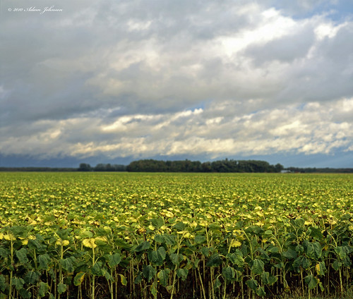 sunflowers mn minnesotasunflowerfield minnesotasunflowerfields pentaxpentax676x7pentax6x7proviafujiproviafujifilmprovia100fproviardpiiislidefilmmediumformat120filmpentax200mmpentax67200mmpentax67smc200mmpentax67smc200mmf4adamjohnsonajragnoroseauroseaumnroseauminnesotar minnesotasunflowers