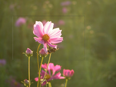 Pink Cosmos and Bee -- Soft & Dreamy