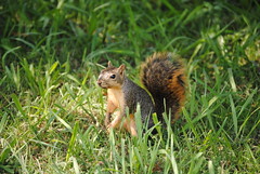 Squirrel_sensing_peanut_02