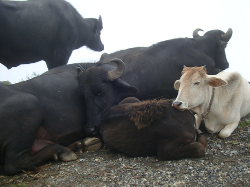 Cattle and buffalo of the nomadic Gujjar in the Himalayan foothills