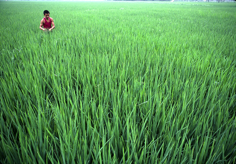 成都的稻田(Source: UN Photo/John Isaac via Flickr)