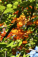 Golden leaves