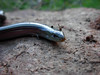 <a href="http://www.flickr.com/photos/taurielloanimaliorchidee/5174856252/">Photo of Chalcides chalcides by Matteo Paolo Tauriello</a>