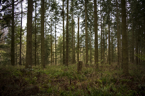 documentary landscape woodland forest photography pool park ruthin north east wales nikon d5200 tree trees wood land canopy spring