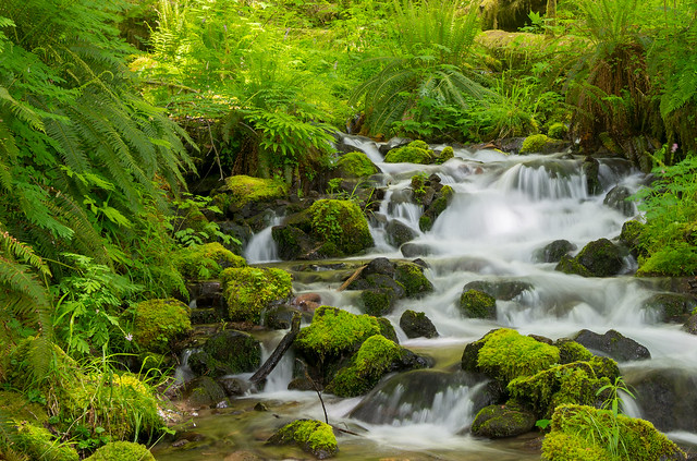 a04-forest waterflow