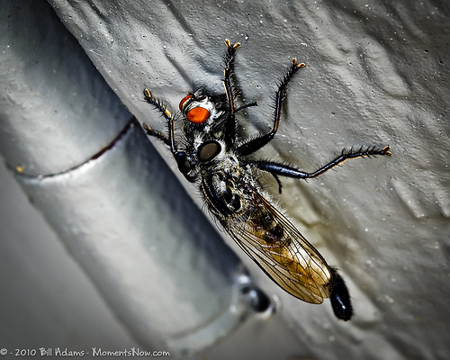 belair insect maryland robberfly diptera fleshfly harfordcounty suppertime efferiaaestuans sarcophagidae bugguidenet
