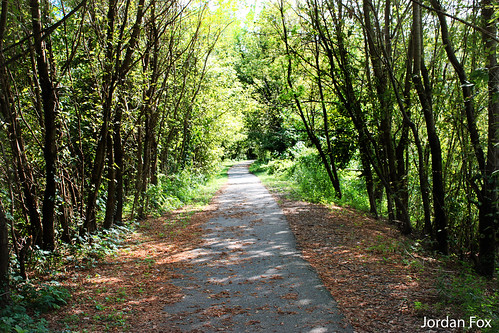 road trees nature leaves illinois hiking path hike edwardsville