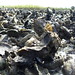 Alligator Harbor oyster reef