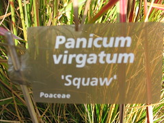 Vingergras (Panicum virgatum 'Squaw') - Le Clos de Coudray {september 2010}