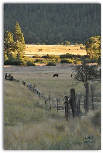 sunset horses northerncalifornia pasture indianvalley walkinggranch