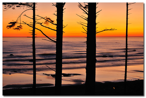 ocean trees sunset summer beach evening washington pacific silhouettes wa ruby ikonoki