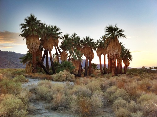 california ca sunset desert palmtrees oasis 29palms hdr mojavedesert twentyninepalms 29palmsinn oasisofmara