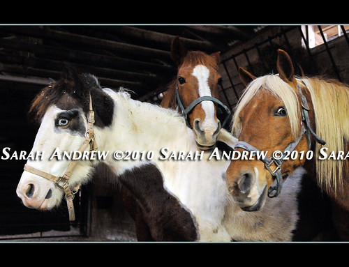 This Week's Available Horses at Camelot Auction