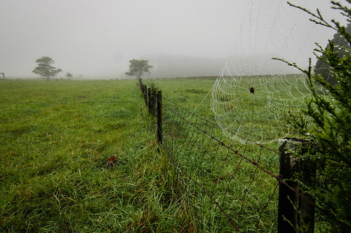 canon rebel xt tokina 1224mm efs lens pasture spider web fog rain upstate south carolina pendletonsc arachnid insect fence outdoor southern landscape