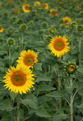 france canon europe sunflower fontainechalendray charantesmaritine