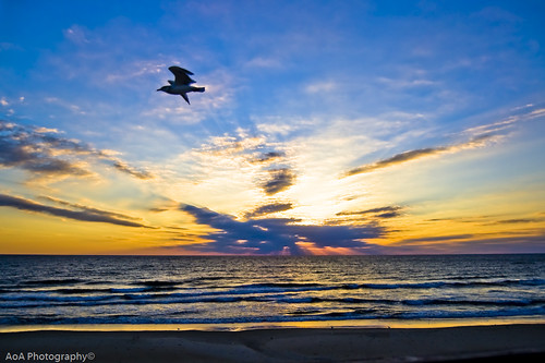 ocean vacation beach sunrise seagull northcarolina outerbanks obx