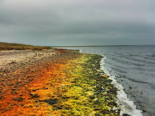 seaweed beach nature water coast rainbow alge struer venø