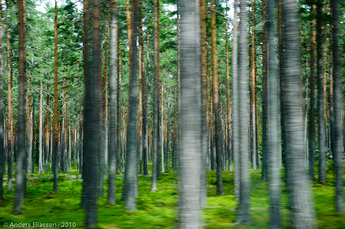 wood brown green pine forest grey