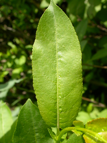 leaves montana native shrub bridgermountains salicaceae stipules yellowwillow wetsite salixlutea salixeriocephalawatsonii