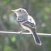 possibly a gray flycatcher (backyard)