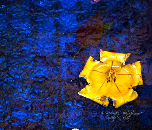 blue flower water yellow canon petals drops pond floating tiles condensed malavika s90 pistils