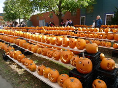 Rows of pumpkins