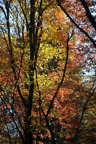 autumn fall canonef70200mmf28lisiiusm campmountaineerroad campmountaineer