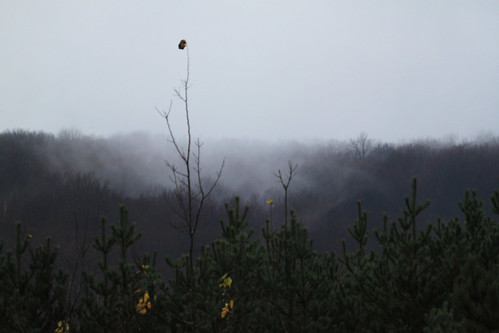 mist fog pinetrees ribmountain wausauwi