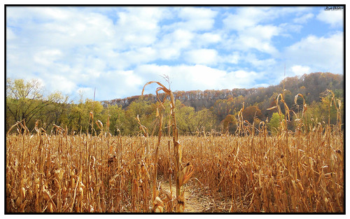 autumn fall garden cornfield harvest wv westvirginia cornstalks appalachianmountains driedcorn fieldcorn rcvernors miltonwv deadcorn rickchilders harvestthesummer