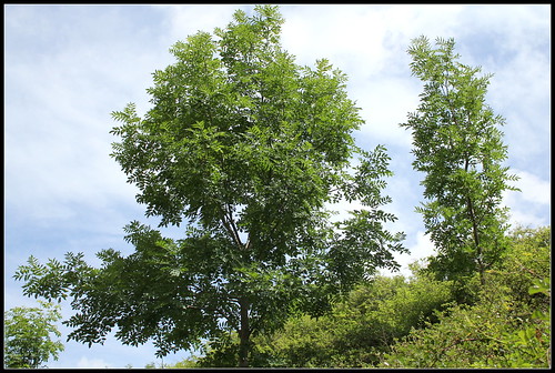 Fraxinus excelsior - frêne élevé, frêne commun 34863041293_372f18fce0