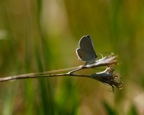blue pa cupido crawfordcounty easterntailedblue tailedblue cupidocomyntas hemlockhillfieldstation