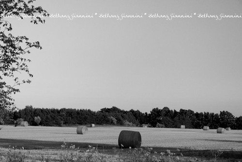 summer white black field america landscape michigan farm united country straw round land americana states bale countryide