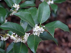 Evergreen shrub
Opposite foliage, coarse spines along margins
Fragrant
Tiny clusters of white flowers in leaf axles
**Leaves become smooth with age